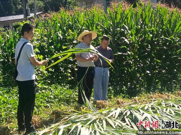 湖北巴东:科技赋能秸秆饲料发酵试验示范 探索种养循环